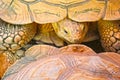Closeup view of tortoise Royalty Free Stock Photo