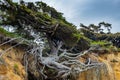 Closeup view of the Tree of Life Kalaloch Washington