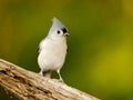 Closeup view of the Tufted Titmouse standing on wood
