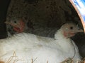 Closeup view of a turkey hens sitting on eggs Royalty Free Stock Photo