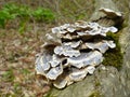 Turkey Tail Mushroom Cluster On Branch