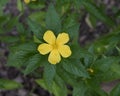 Closeup view of Turnera Ulmifolia, the Yellow Alder Royalty Free Stock Photo