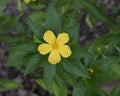 Closeup view of Turnera Ulmifolia, the Yellow Alder