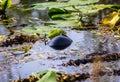 Closeup view of a turtle on a pond full of lily pads Royalty Free Stock Photo