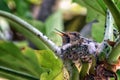 Two baby hummingbirds in nest with natural background.