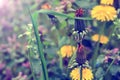 Closeup view of two closed dandelions, ready to bloom, one above the other Royalty Free Stock Photo