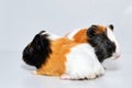 Closeup view of two cute small baby guinea pigs on white background Royalty Free Stock Photo