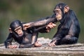 Closeup view of two funny young African chimpanzees fighting and having fun Royalty Free Stock Photo