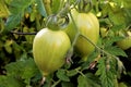 Closeup view of two green tomatoes growing on a vine Royalty Free Stock Photo