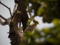 Closeup view of two orange-chinned parakeet Brotogeris jugularis tovi parrot bird in tree Plaza Botero Medellin Colombia Royalty Free Stock Photo