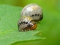 Potato Bug Larva 1