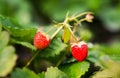 Closeup view of two ripe strawberries among leaves Royalty Free Stock Photo