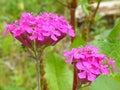 Pink Clustered Flowers