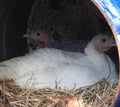 Closeup view of two turkey hens sitting on their eggs Royalty Free Stock Photo