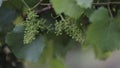 Closeup view of an underdeveloped green grapes growing on a vineyard