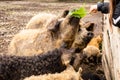 Contact zoo with cute mangalica curly pigs Royalty Free Stock Photo