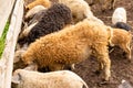 Contact zoo with cute mangalica curly pigs Royalty Free Stock Photo