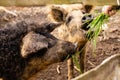 Contact zoo with cute mangalica curly pigs Royalty Free Stock Photo