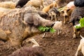 Contact zoo with cute mangalica curly pigs Royalty Free Stock Photo