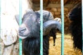 A CloseUp View of a Very Curious Black Sheep Encountered Inside a Cozy Barn Setting Royalty Free Stock Photo