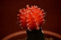 Red Grafted Cactus