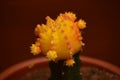 Yellow Grafted Cactus