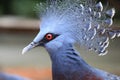 Closeup view of a Victoria crowned pigeon
