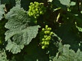 Closeup view of vine plant with young, unripe grapes between big green leaves in summer on vineyard near Boppard, Rhine valley.