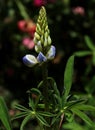 Closeup view of Violet Lupin Flower with Buds