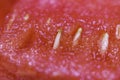 Closeup view on watermelon seeds