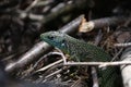 Closeup view of the Western green lizard Royalty Free Stock Photo