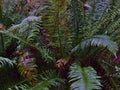 Closeup view of western swordfern (Polystichum munitum) with green leaves in rainforest at Cathedral Grove, Canada.