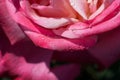 Closeup view of the wet petals of a pink rose on a sunny day Royalty Free Stock Photo