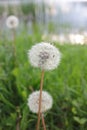 Closeup view of a white blowball dandelion against the sunset. Royalty Free Stock Photo