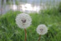 Closeup view of a white blowball dandelion against the sunset. Royalty Free Stock Photo