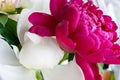 Closeup view of a white and pink peonies against a blurred background. Beautiful flowers as a gift for the holiday. Bouquet Royalty Free Stock Photo