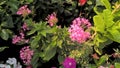 Closeup view of whitish pink color Ixora flowers and plants Royalty Free Stock Photo