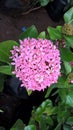 Closeup view of whitish pink Ixora flowers and plant Royalty Free Stock Photo