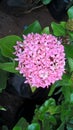 Closeup view of whitish pink Ixora flowers and plant Royalty Free Stock Photo