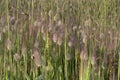 Closeup view of wildgrass in meadow