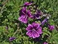 Closeup view of wild malva flowers (Malvaceae) on meadow with violet patterned flower heads and green leaves.