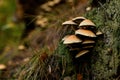 Closeup view of wild mushrooms Armillaria growing on tree stump in forest Royalty Free Stock Photo