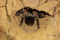 Closeup view of wild tarantula near hole at night