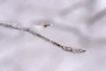 Closeup view of winter snow covered beech twig Royalty Free Stock Photo