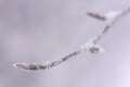 Closeup view of winter snow covered beech twig Royalty Free Stock Photo