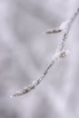 Closeup view of winter snow covered beech twig Royalty Free Stock Photo