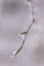 Closeup view of winter snow covered beech twig Royalty Free Stock Photo