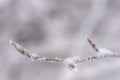 Closeup view of winter snow covered beech twig Royalty Free Stock Photo