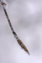 Closeup view of winter snow covered beech twig Royalty Free Stock Photo