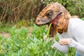 Closeup view of woman with dinosaur animal head mask eating green beans in vegetables garden